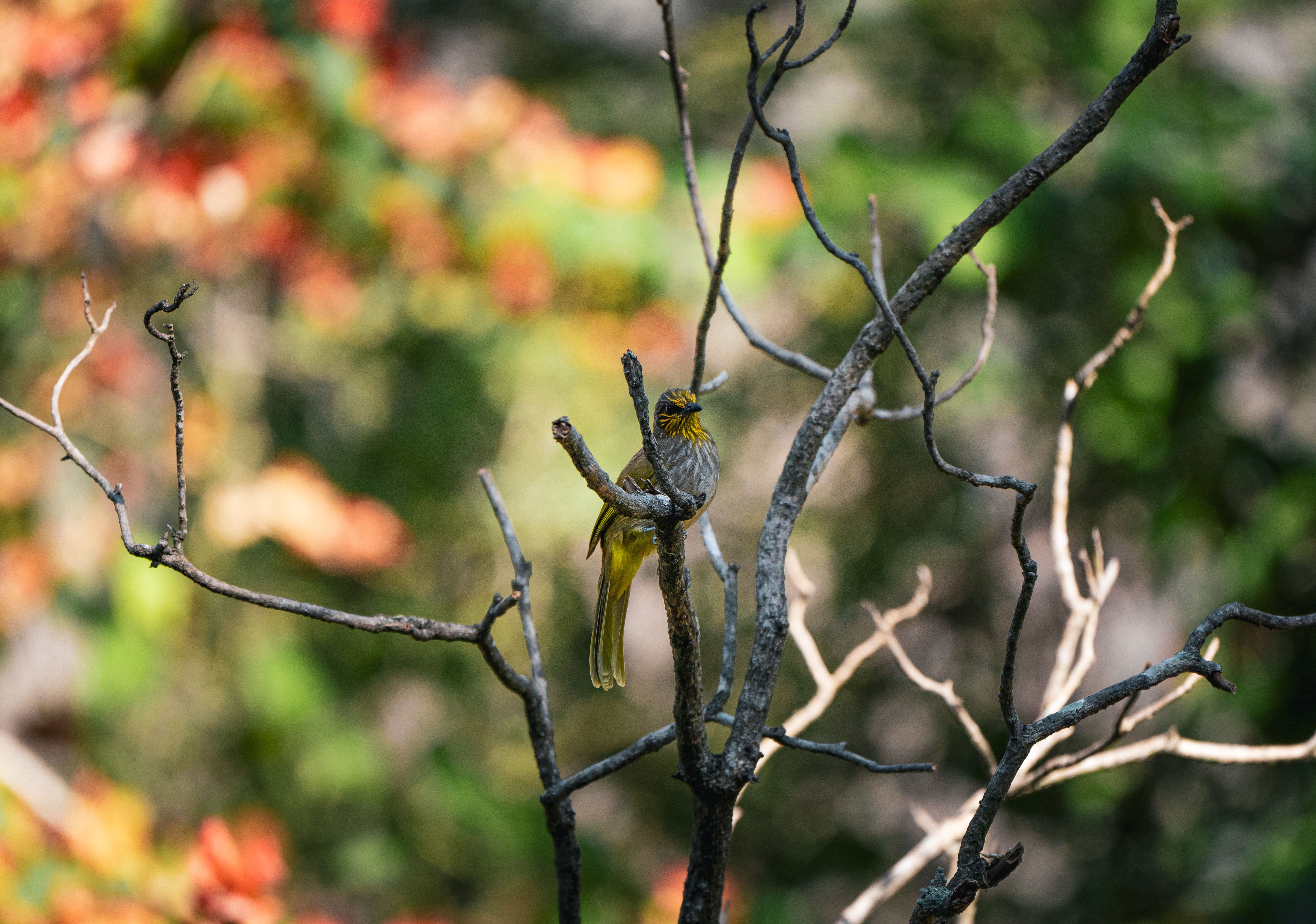Vibrant yellow bird perched on a branch with a blurred natural background in Thailand.