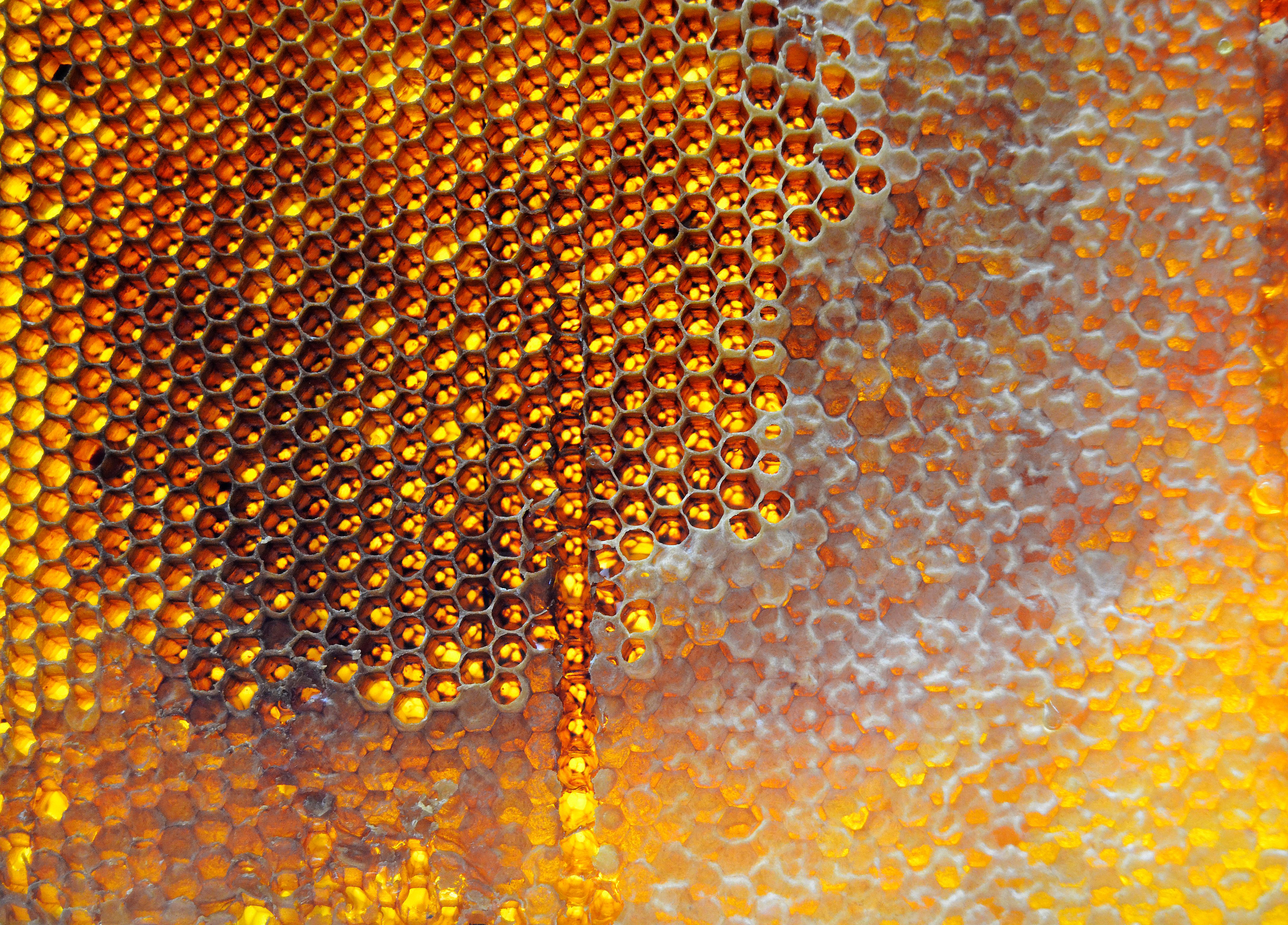 Detailed view of a honeycomb filled with golden honey, showcasing its intricate hexagonal pattern.